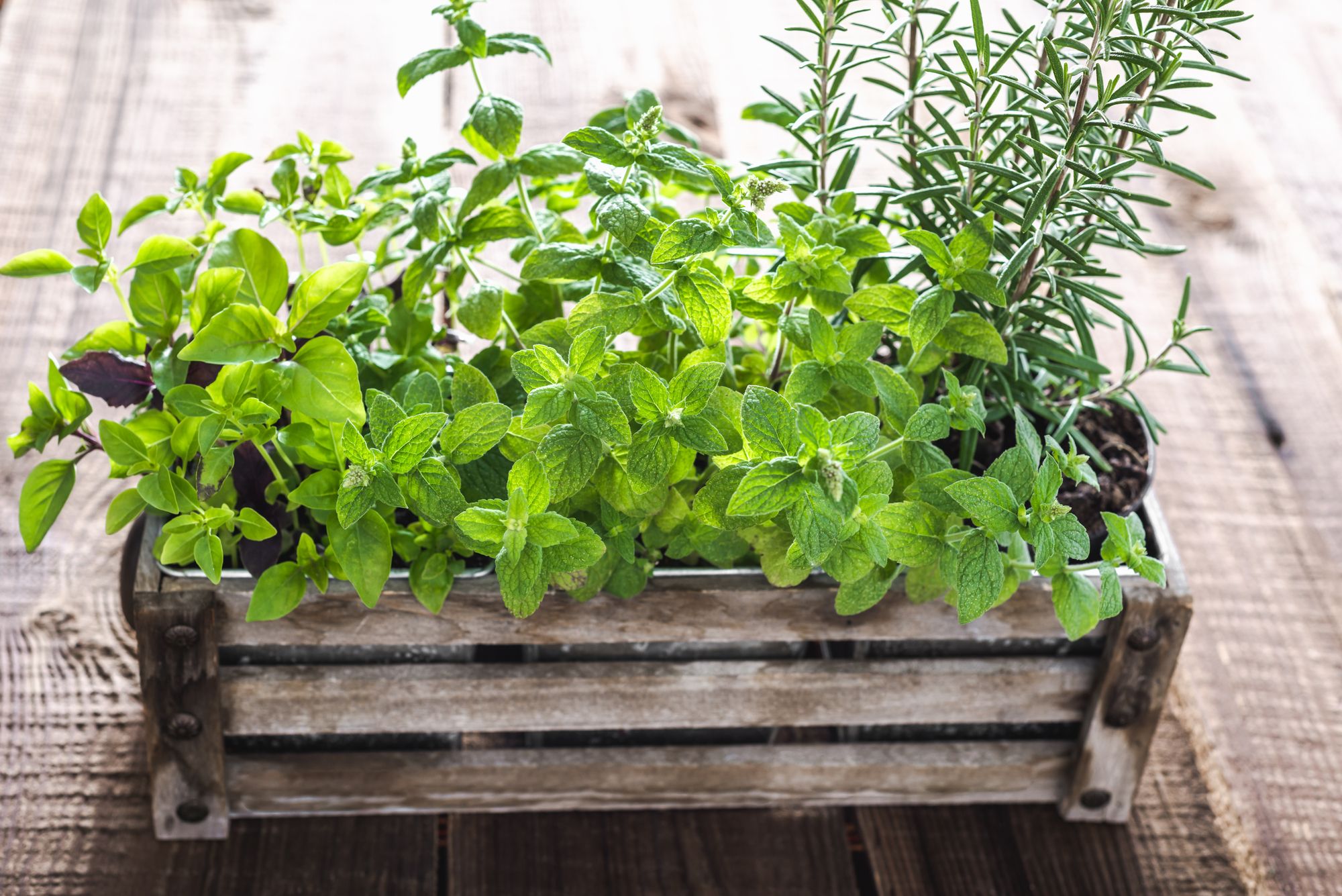 Small Space, Big Harvest: Container Gardening 101