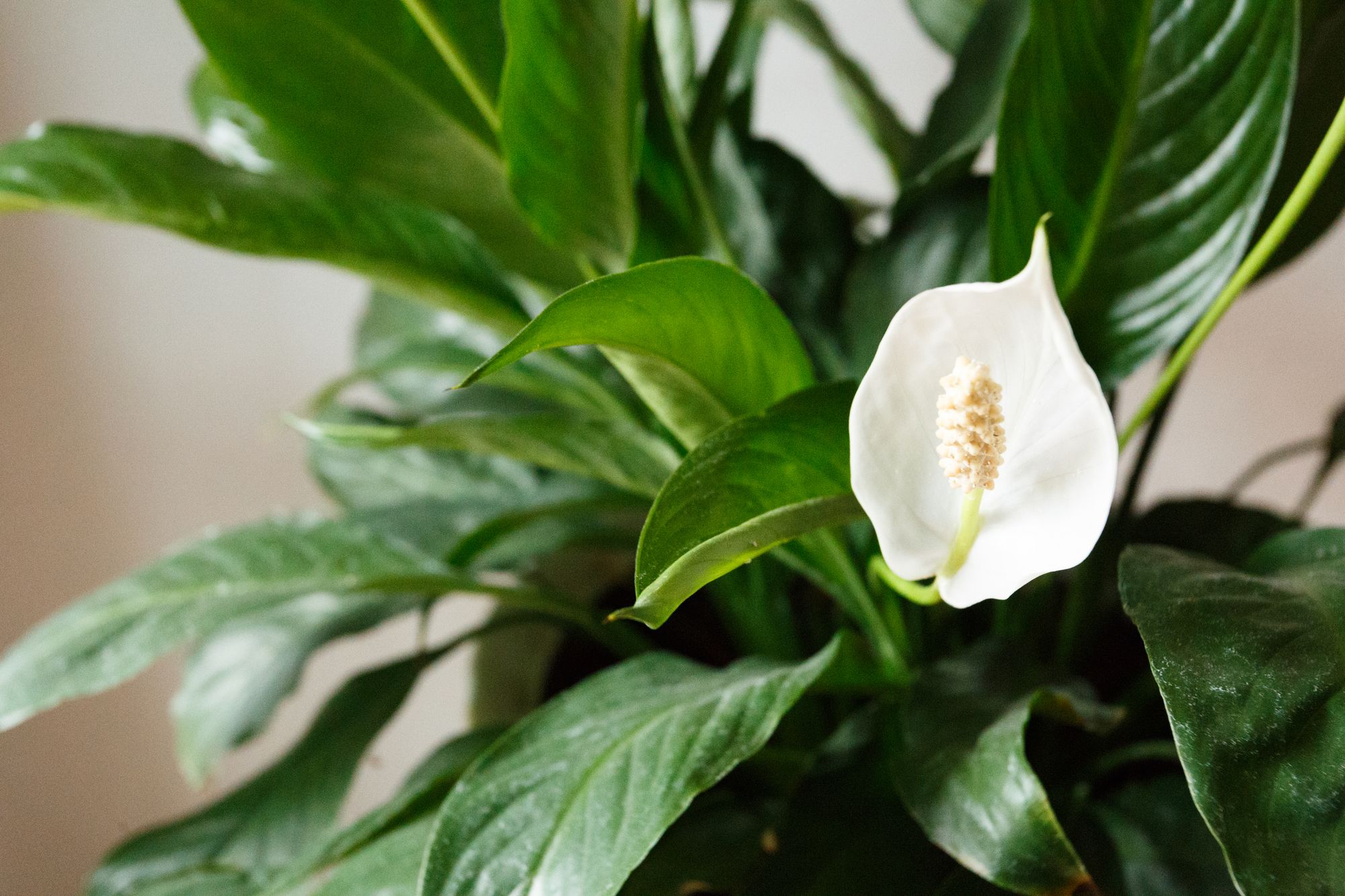 6 Low-Maintenance Houseplants Perfect for Busy Lifestyles