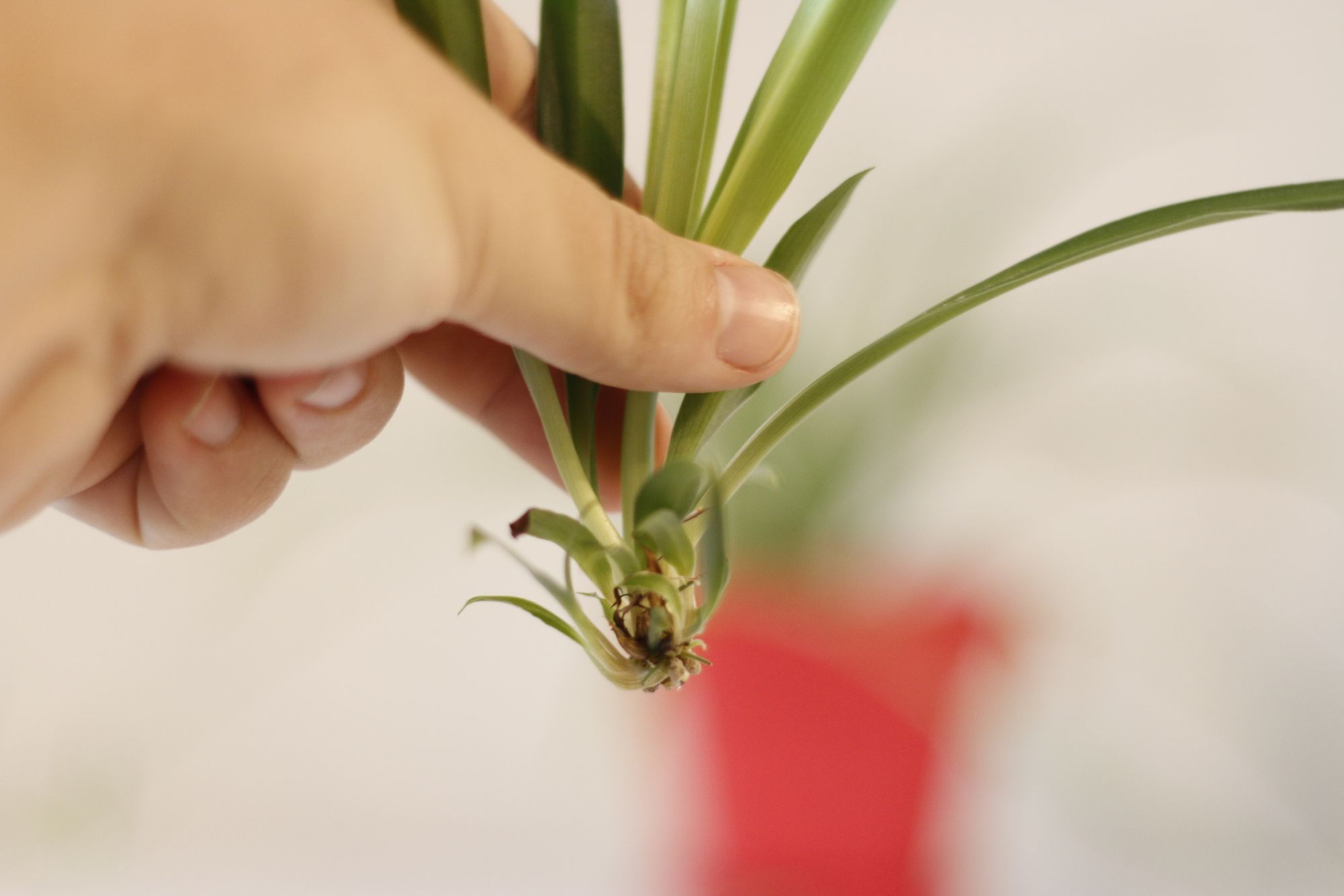 Propagating Houseplants 101: Multiply Your Green Babies Like a Pro!