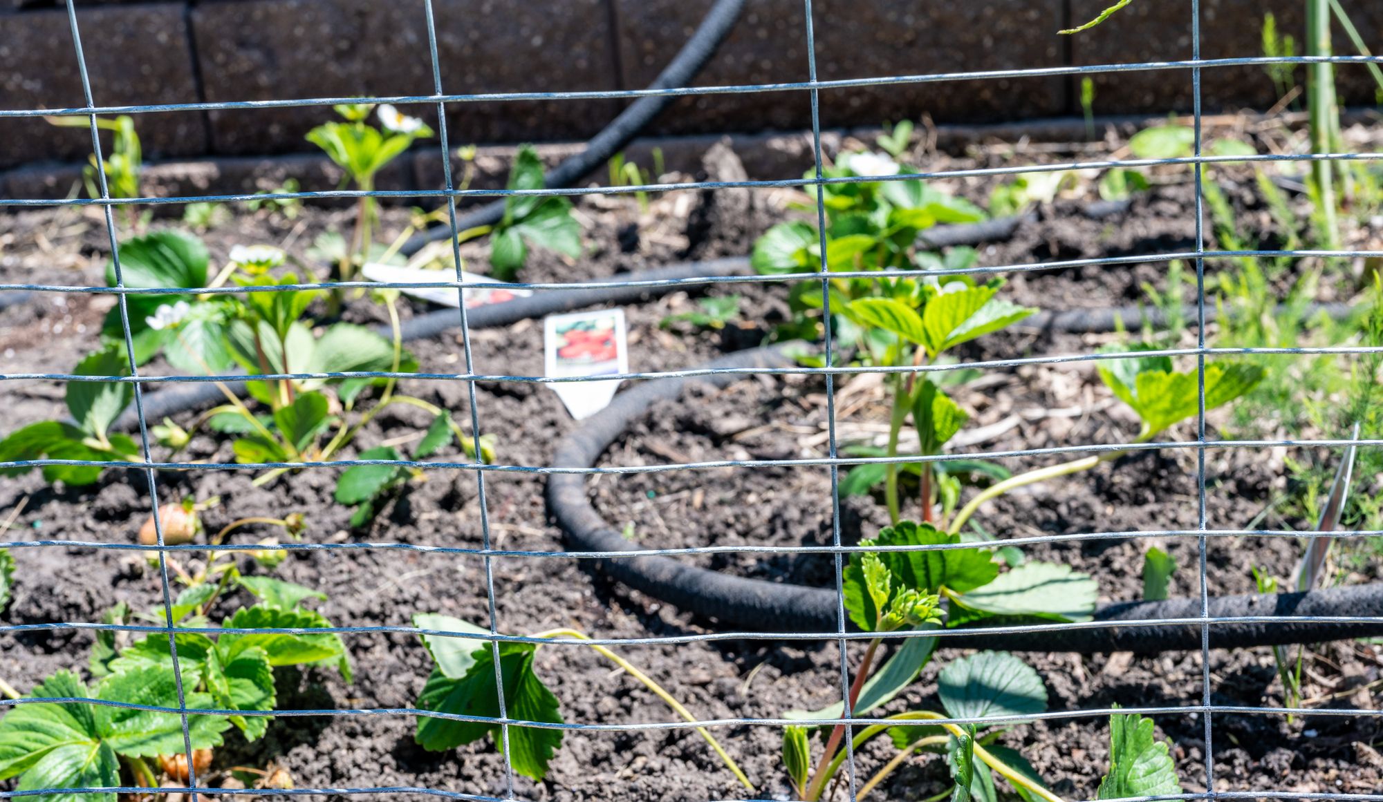 Keeping Your Urban Garden Safe: Effective, Eco-Friendly Rodent and Cat Control