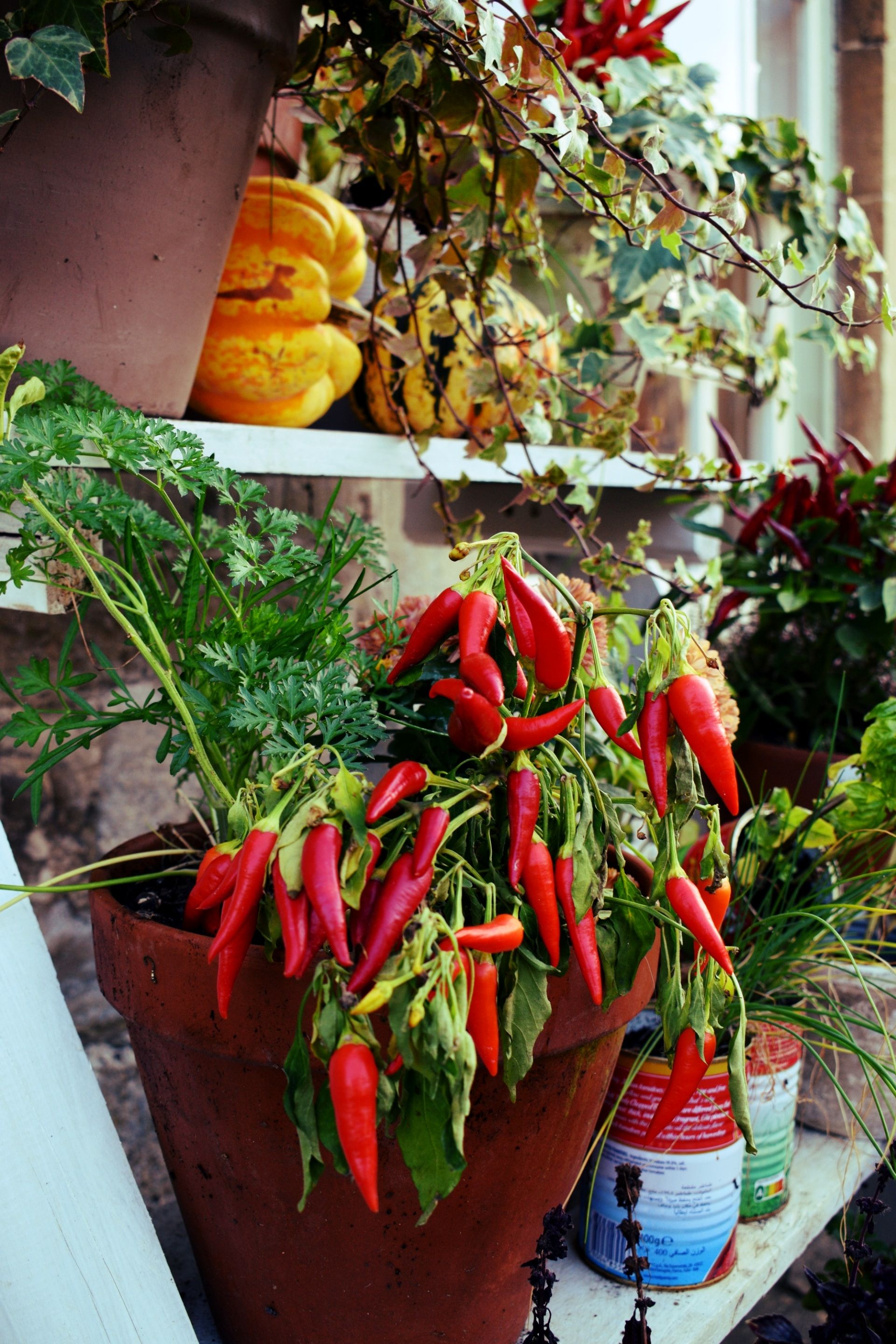 Small Space, Big Harvest: Container Gardening 101