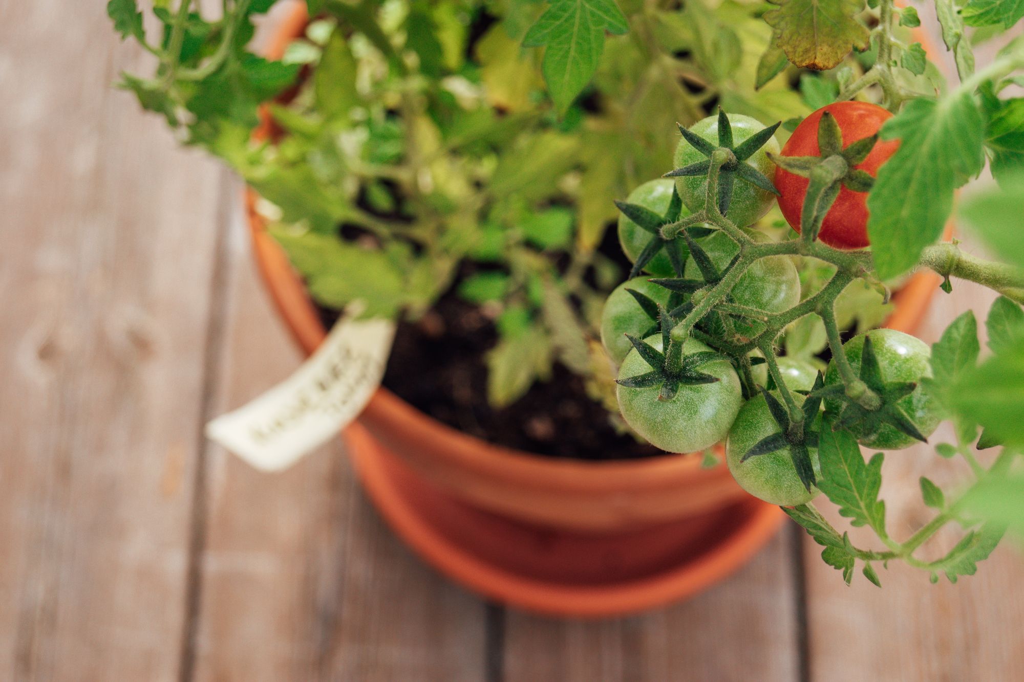 Small Space, Big Harvest: Container Gardening 101