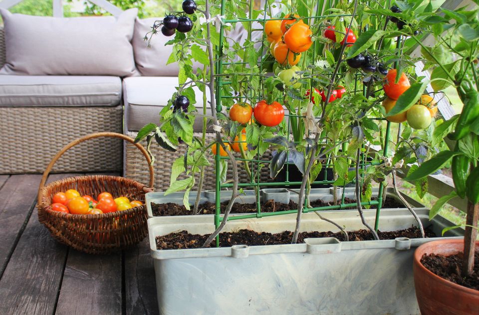 Small Space, Big Harvest: Container Gardening 101