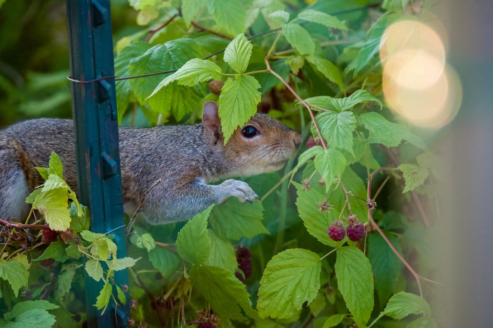 Keeping Your Urban Garden Safe: Effective, Eco-Friendly Rodent and Cat Control